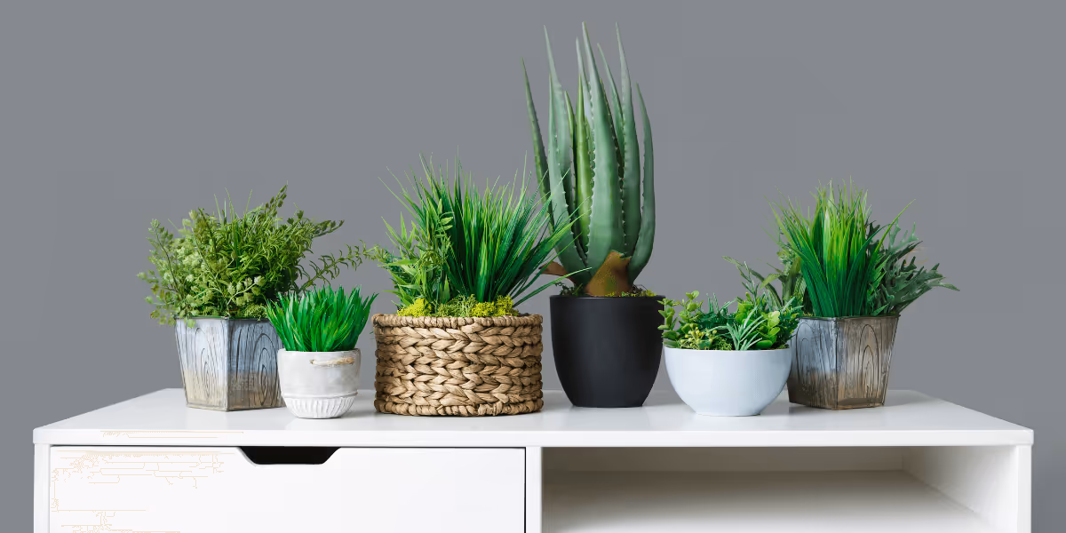 Clean the Air Inside Your Home with Green Plants