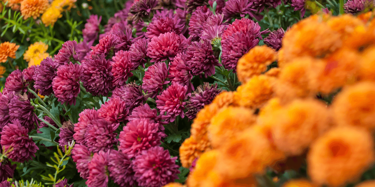Prepare your home for fall season sesshu3 | Sesshu Design Associates