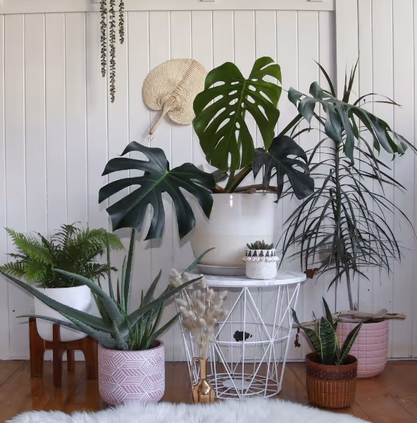 How to Clean Your Air Naturally and Beautifully | Sesshu Design