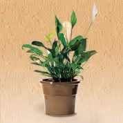 Peace Lily House Plant