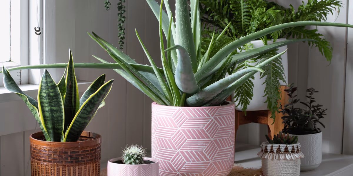 Sesshu clean air inside your home with green plants 2 | Sesshu Design Associates