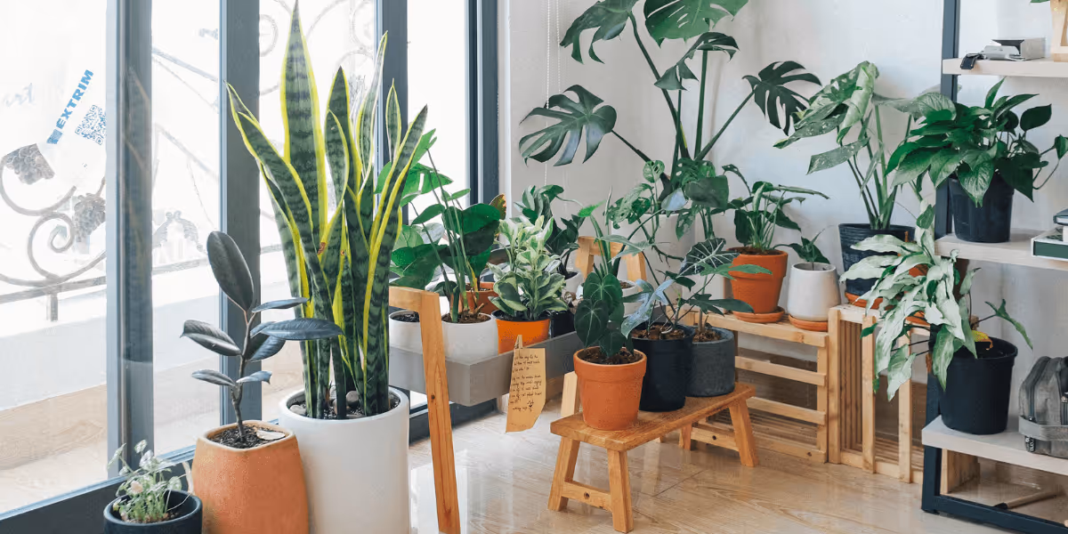 Sesshu clean air inside your home with green plants 1 | Sesshu Design Associates